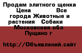 Продам элитного щенка › Цена ­ 30 000 - Все города Животные и растения » Собаки   . Московская обл.,Пущино г.